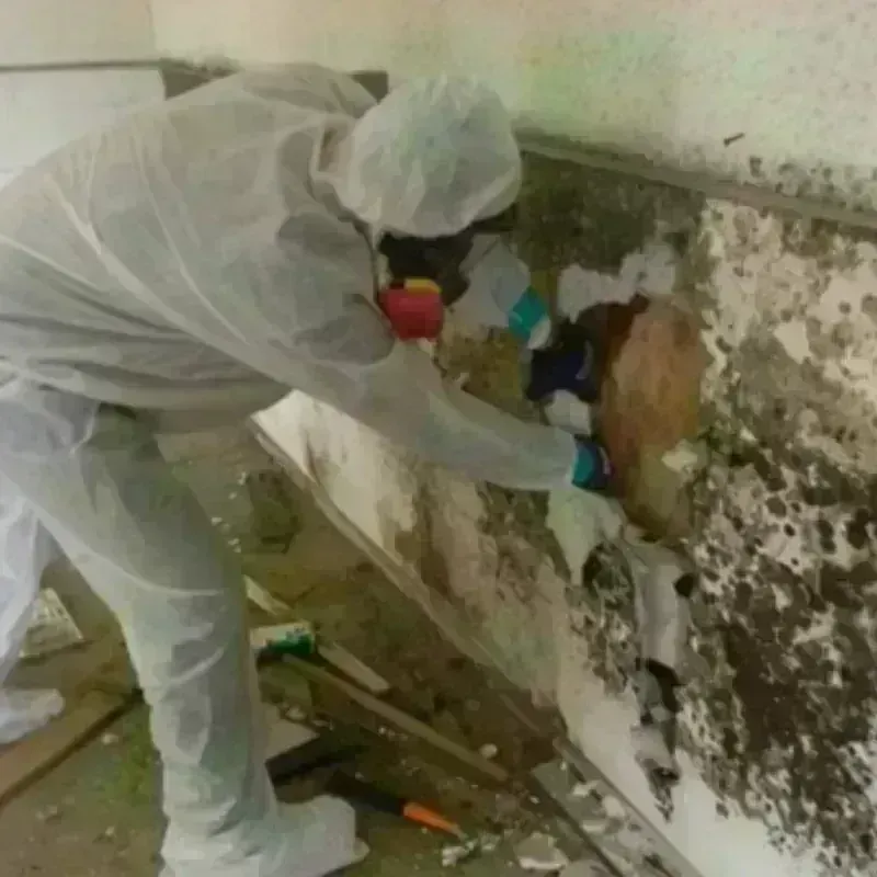 Mold Remediation and Removal in Bagdad, FL